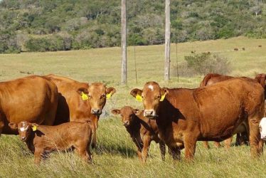 BEEFMASTER BULL HEIFERS CALVES