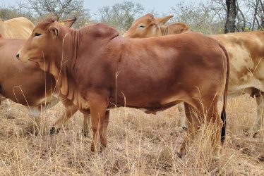 BORAN CATTLE HEIFERS BULL AND CALVE1