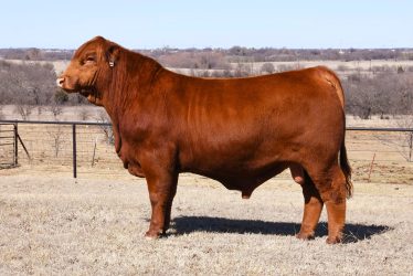 BRANGUS CATTLE1