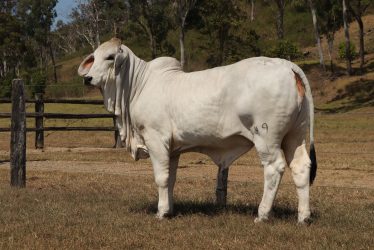GREY BRAHMAN BULLS HEIFERS CALVE 1