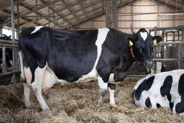 HOLSTEIN FRIESIAN CATTLE