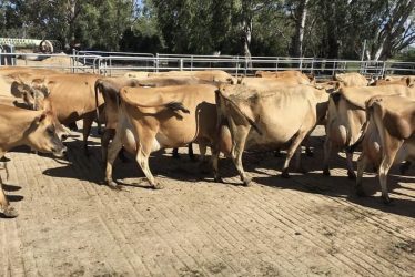 JERSEY DAIRY COWS