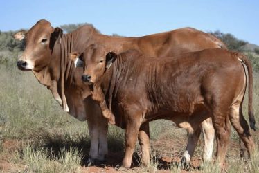 RED BRAHMAN BULLS HEIFERS CALVES