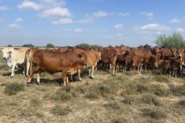 RED BRAHMAN BULLS HEIFERS CALVES 1